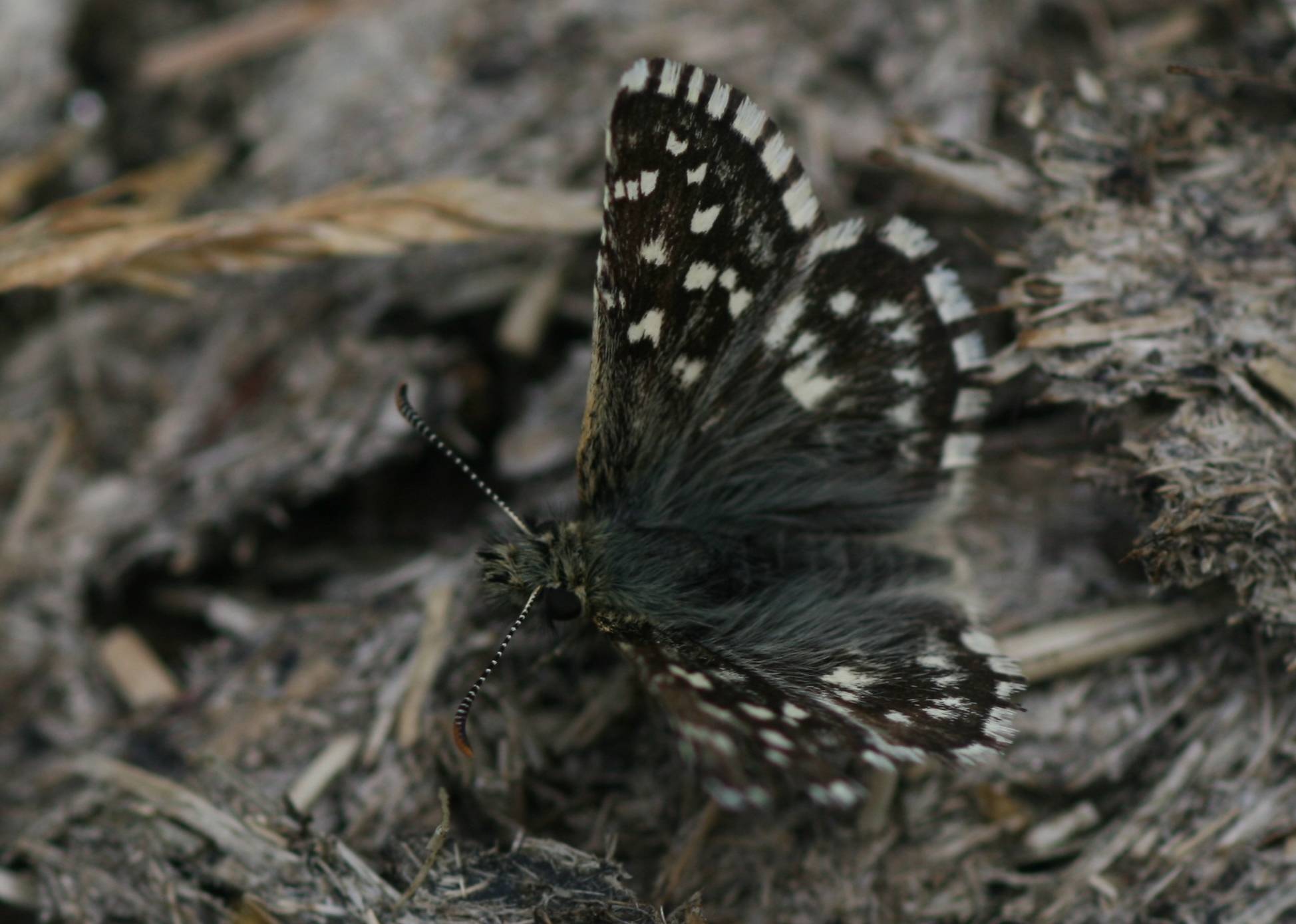Identificazioni